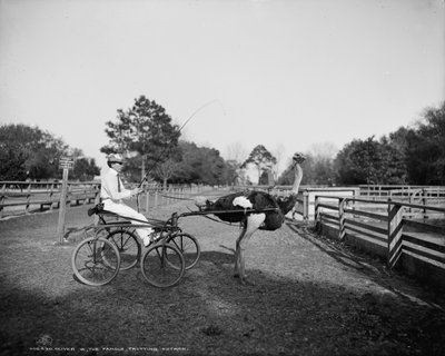 Oliver W., il famoso struzzo trottatore, alla Florida Ostrich Farm, Jacksonville, 1903 da Detroit Publishing Co.